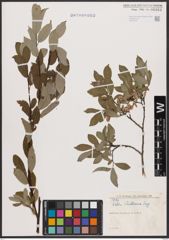 Salix bebbiana Sarg.